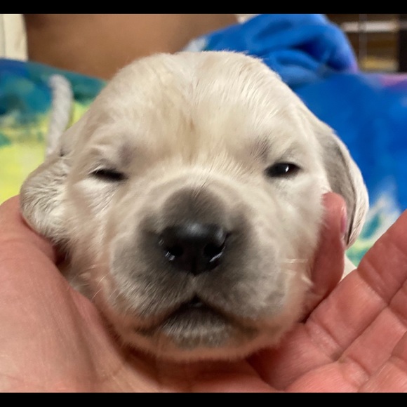 Hi I'm April - Picture 4 of 4